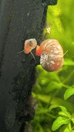 Ramshoorn slakjes roze, Ophalen