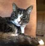 Lieve poes, Dieren en Toebehoren, Katten en Kittens | Raskatten | Korthaar, Poes, Gechipt, 6 jaar of ouder