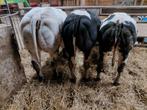 3 dikbil pinken te koop, Dieren en Toebehoren, Runderen, Vrouwelijk