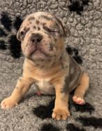 Franse Bulldog pup reu Tricolore Blue and Tan Merle, Dieren en Toebehoren, 8 tot 15 weken, Bulldog, Meerdere dieren, Eén hond