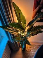 Kunst plant, Huis en Inrichting, Woonaccessoires | Kunstplanten en Kunstbloemen, Ophalen of Verzenden, Zo goed als nieuw