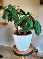 *** Madagaskar Jewel Euphorbia ***, Ophalen, Overige soorten, Minder dan 100 cm