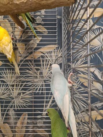 Halsband parkieten in diverse kleuren beschikbaar