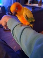 1 super tame zonparkiet, Dieren en Toebehoren, Vogels | Parkieten en Papegaaien, Mannelijk, Parkiet