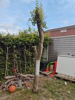 Gratis Appelboom - you have to dig yourself, Ophalen of Verzenden, Overige soorten, 100 tot 250 cm