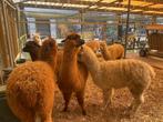 Jonge Alpaca's | Dieren van eind 2023 | Goed advies!, Dieren en Toebehoren, Overige Dieren, Voor 1 juli 2024