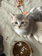 Alles, Dieren en Toebehoren, Katten en Kittens | Overige Katten
