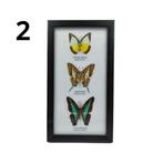 Lijst met 3 vlinders 25x14, Nieuw, Opgezet dier, Ophalen of Verzenden, Insect