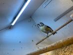 Grote kruisbek pop van 2019, Dieren en Toebehoren, Vogels | Overige Vogels, Vrouwelijk, Wildzangvogel, Geringd