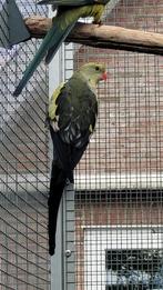 Jonge bergparkieten split turquoise, Dieren en Toebehoren, Vogels | Parkieten en Papegaaien, Meerdere dieren, Parkiet, Geringd