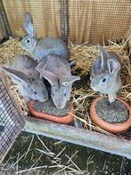 4 mooie jonge vlammensreusen tekoop, Dieren en Toebehoren, Konijnen