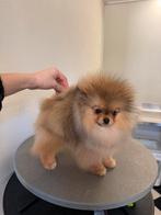 POMERANIAN POMERIAAN DWERKEES reu stamboom showFOK kwaliteit, Dieren en Toebehoren, Honden | Poolhonden, Keeshonden en Oertypen