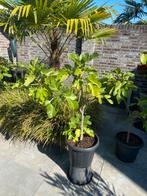 Leuke grote vijgenboom in een ruime pot aangeboden!!, Ophalen, Volle zon, In pot, Bloeit niet