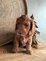 Australian labradoodle pups, Dieren en Toebehoren, Overige rassen, CDV (hondenziekte), 8 tot 15 weken, Meerdere