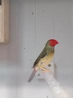 Broedkoppel binsenastrild broedrijp, Dieren en Toebehoren, Vogels | Overige Vogels, Meerdere dieren