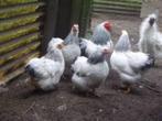 Wyandotte krielkippen., Dieren en Toebehoren, Pluimvee, Vrouwelijk, Kip
