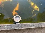 Gratis 3 zwarte (Koi) karpers, Karper of Koi