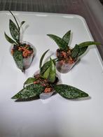 Hoya parviflora, Ophalen of Verzenden, Halfschaduw, Minder dan 100 cm