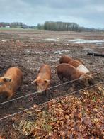 Te koop Husumer ×  Deense Duroc biggen, Meerdere dieren, Varken, 0 tot 2 jaar
