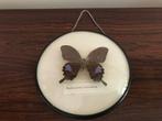 Oude ronde lijst vlinder achter bolle zijde, Antiek en Kunst, Ophalen of Verzenden