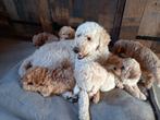 Goldendoodle x Australien Labradoodle  pups, Dieren en Toebehoren, Honden | Retrievers, Spaniëls en Waterhonden, Rabiës (hondsdolheid)