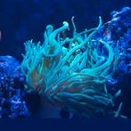 Volledig Red sea Reefer 425 systeem te koop, koralen en vis., Nieuw, Gevuld zeewateraquarium, Ophalen
