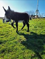 Super lieve ezel veulen hengst, Dieren en Toebehoren, Overige Dieren, Mannelijk