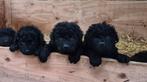 Wetterhoun x Friese Staby pups te koop( niet op zondag), Dieren en Toebehoren, Rabiës (hondsdolheid), Overige rassen, 8 tot 15 weken