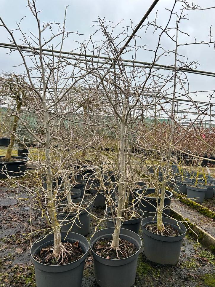 Nyssa sylvatica - Zwarte Tupeloboom vanaf €35,-, Tuin en Terras, Planten | Bomen, Overige soorten, 100 tot 250 cm, Halfschaduw