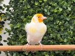 Majoor putters, Meerdere dieren, Wildzangvogel