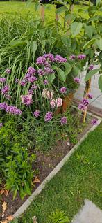 IJzerhard verbena, Tuin en Terras, Planten | Tuinplanten, Volle zon, Vaste plant, Zomer, Ophalen
