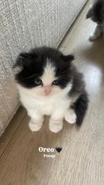 Gereserveerd, Dieren en Toebehoren, Meerdere dieren