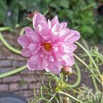 Zaden van een mooie roze COSMOS, Ophalen, Voorjaar, Volle zon, Zaad