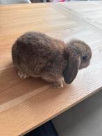 Schattig bruinig konijntje nederlandse hangoordwerg, Dieren en Toebehoren, Meerdere dieren, Dwerg, Hangoor, 0 tot 2 jaar