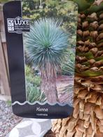 YUCCA ROSTRATA  Mega Mooi !!!   Mega Sterk !  245.00 p.st, Volle zon, Vaste plant, Zomer, Ophalen