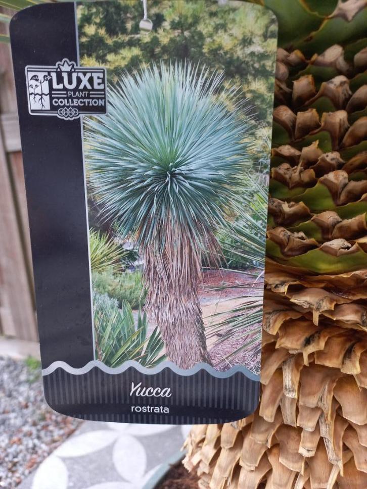 YUCCA ROSTRATA  Mega Mooi !!!   Mega Sterk !  245.00 p.st, Tuin en Terras, Planten | Tuinplanten, Vaste plant, Overige soorten