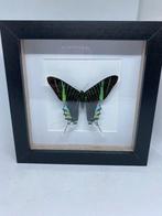 vlinder  Urania Leilus, Ophalen of Verzenden, Nieuw, Insect, Opgezet dier