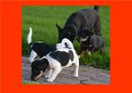 Aangeboden zeer mooie jack russell pups.  in huis opgevoed, Dieren en Toebehoren, Honden | Jack Russells en Terriërs, Jack Russell Terriër