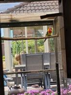 Diverse parkieten, Dieren en Toebehoren, Vogels | Parkieten en Papegaaien, Meerdere dieren, Parkiet, Geringd