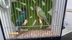 Supermooi Koppel Turquoise split Mint x Mint, Meerdere dieren, Parkiet, Geringd