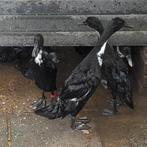 Zuivere Indische loopeenden vrouwen en mannen, Dieren en Toebehoren, Pluimvee, Meerdere dieren, Eend
