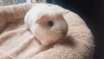 Cavia zeugje, Dieren en Toebehoren, Knaagdieren, Cavia, Vrouwelijk, Januari, Tam