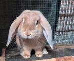 Gezocht! Dek rammetje!, Dieren en Toebehoren, Konijnen, Mannelijk, Dwerg, Hangoor