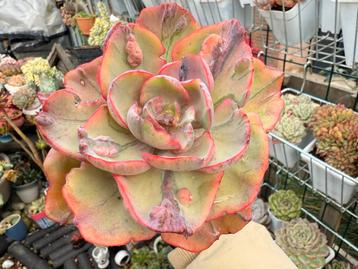 Echeveria Beyonce Variegata/pot 9cm/vetplant/succulent beschikbaar voor biedingen