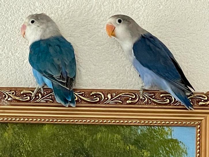 Agapornis Dwergpapegaai Lovebird Handtam Diverse Kleuren, Dieren en Toebehoren, Vogels | Parkieten en Papegaaien, Dwergpapegaai of Agapornis