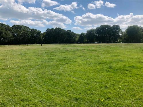 Weidegang aangeboden voor ruin, Dieren en Toebehoren, Stalling en Weidegang, Weidegang, 1 paard of pony