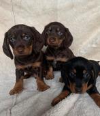 Hele mooie teckel pups, Dieren en Toebehoren, Honden | Teckels en Dashonden, Standaard, Korthaar, Meerdere, Meerdere dieren