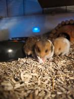 Goudhamsters, Hamster, December, Meerdere dieren, Tam