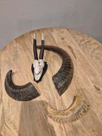 Geweien en hoorns decoratie, Ophalen of Verzenden