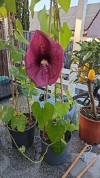 Verschillende exotische planten & fruitboompjes, Ophalen, Overige soorten, Volle zon, 100 tot 250 cm